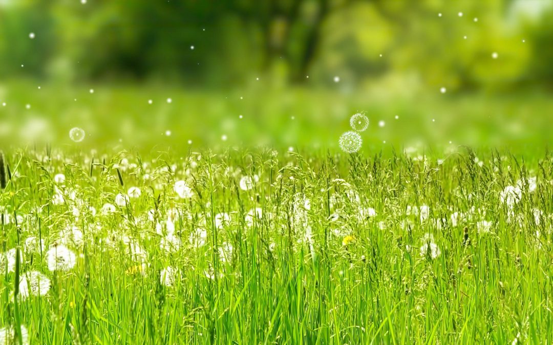 Beschwerdefrei durch die Pollensaison: gute Nachrichten für Allergiker am Arbeitsplatz